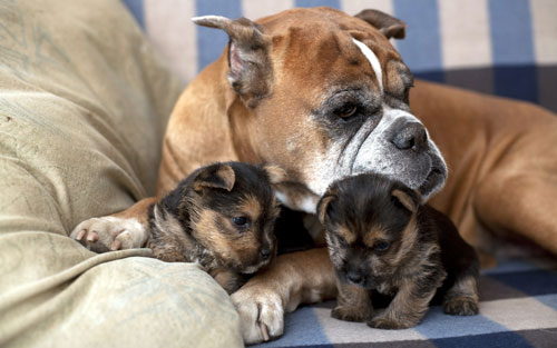 Moeder en haar puppies
